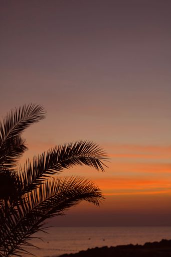A vertical shot of tropical palm tree leaves against sea and scenic sunset