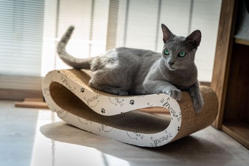 Russian blue cat with green eyes lies on scratching toy in the sunshine. Looks intently in the direction of an interesting sound with pricked ears.