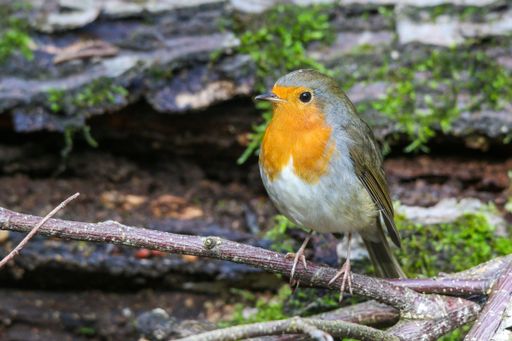 A closeup of European robin bird sitting on a tree branch near mossy rocks on blurry background
