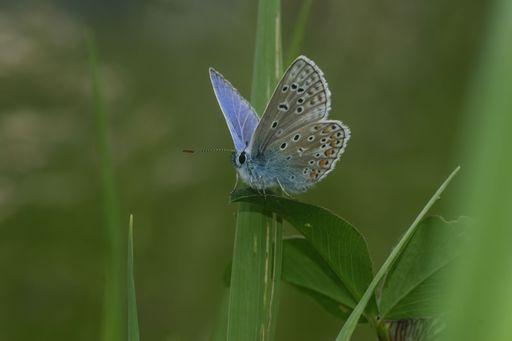 Low angle closeup on a colorful Icarus blue butterfly, Polyommatus icarus sitting with open wings in the field