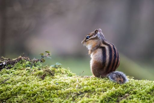 A closeup shot of a cute tiny fluffy Chipmunk on a tree covered with moss