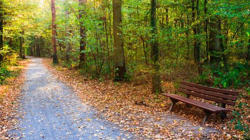 A beautiful shot of a pathway in the middle of the forest with a wooden bench on the side