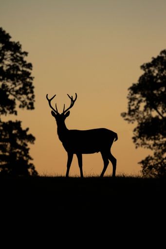 Vertical shot of the backlit silhouette of a male red deer standing on a hill between two trees with a beige sky in the background.