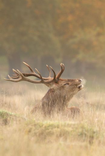 Vertical shot of a bellowing male red deer sitting on the grass with trees in the background.