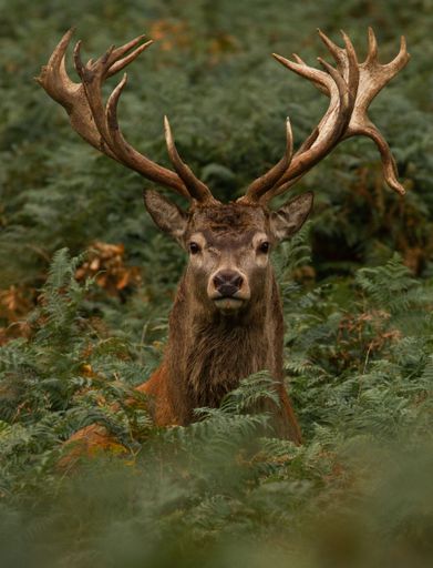 A vertical shot of a male Red deer staring and surrounded by green ferns.