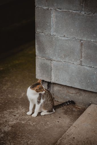A vertical of a beautiful young stray cat sitting in front of a wall