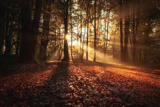 A beautiful view of the autumn leaves scattered on the ground by the trees in Park Soalcki, Poland