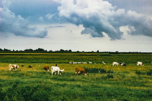 A herd of cows grazing on the pasture under a cloudy sky