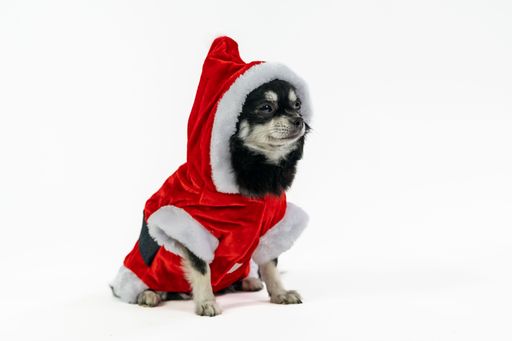 An adorable furry Chihuahua in a Christmas outfit, Santa Claus clothes in a studio