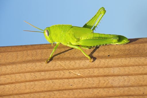 A closeup shot of a green locust insect on a wooden surface