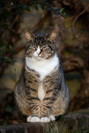 A beautiful shot of a cute tabby cat