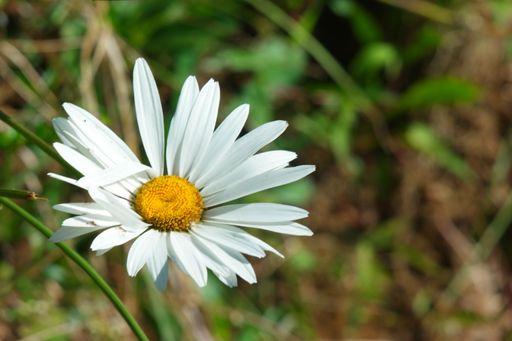 A selective focus shot of a blooming daisy in a field