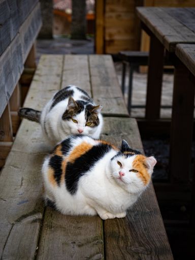 Adorable sleepy cats sitting on a wooden bench