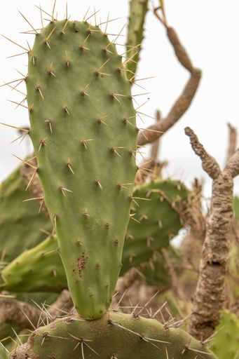 A vertical closeup shot of cactus plant with long spines