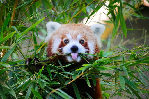 A cute red panda sticks out its tongue while eating bamboo.