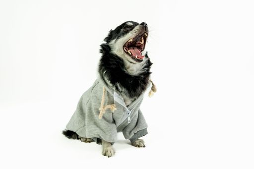 A closeup of a black Chihuahua dog in a grey hoodie opening its mouth and showing its sharp teeth