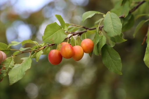 A soft focus of ripe cherry plums hanging from a tree branch