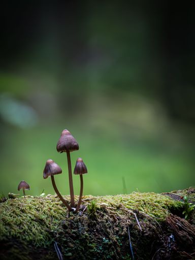 A vertical closeup of small forest mushrooms grown out of a mossy tree trunk