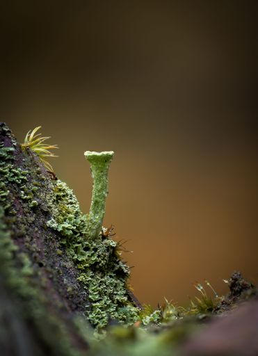 A macro of a Cladonia pyxidata fungus, mushroom captured grown out of a mossy tree