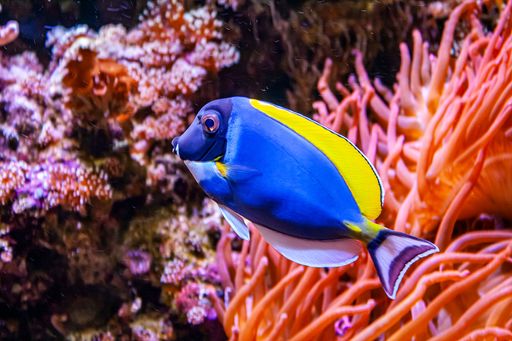 A closeup of Acanthurus leucosternon fish swimming in water