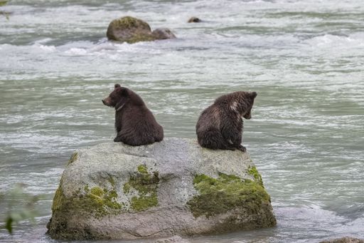 Two babies grizzlys on a rock in the river in Alaska, waiting for their mother fishing salmon