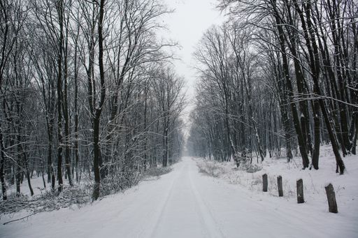 A beautiful shot of a snow-covered path with vehicle traces surrounded by leafless trees in winter