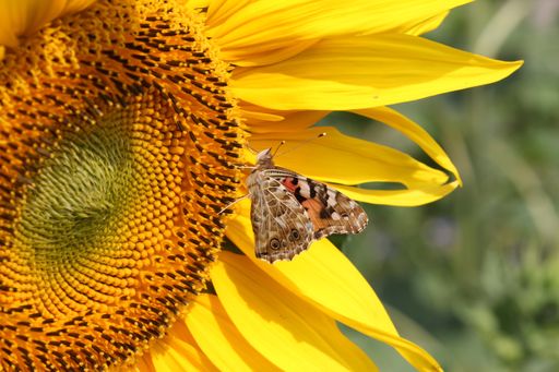 A closeup of a butterfly on a sunflower in a field under the sunlight with a blurry background