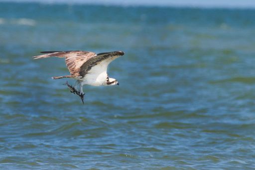 A view of a beautiful osprey flying after a fresh catch over the sea