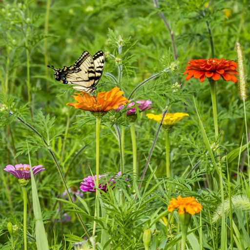 Rare Black, white Anise Swallowtail butterfly (Papilio zelicaon ) on orange flower matches, flowers in background gets it name from wild anise.