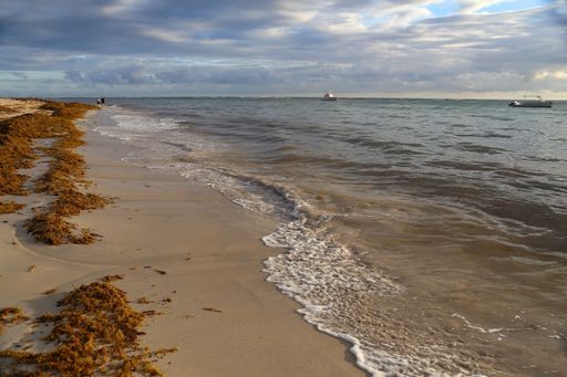 A closeup shot of seaweed and foam waves hitting a sandy seashore