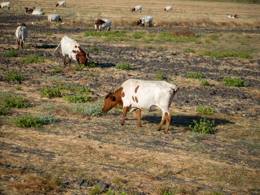 A herd of cows grazing in the rural field