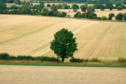 A scenic view of a tree in an open field found in the countryside
