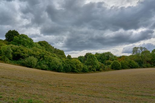 A scenic view of an open field with a beautiful tree line in the background