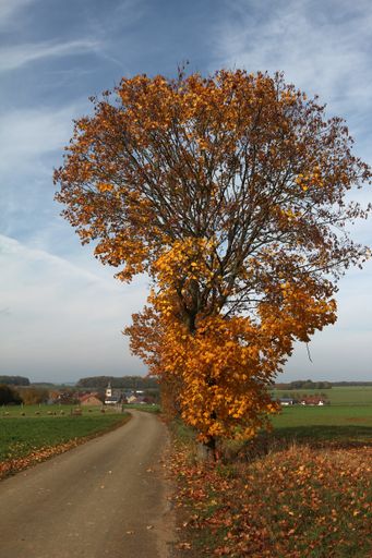 A vertical shot of a narrow road surrounded by greenery under the sunlight in autumn