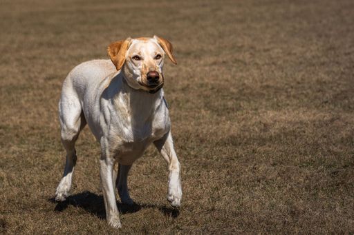 A white dog walking in the grasses on a sunny day
