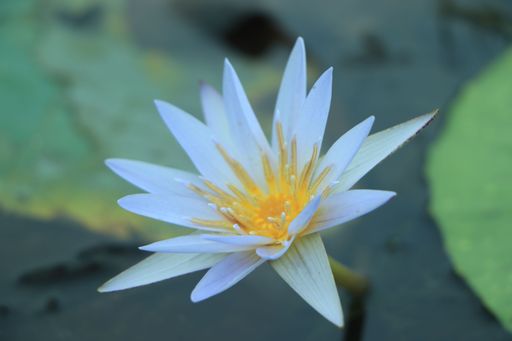 A closeup of a white water lily flower on the water surrounded by green leaves
