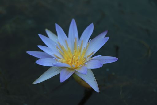 A closeup of a white water lily flower on the water surrounded by green leaves