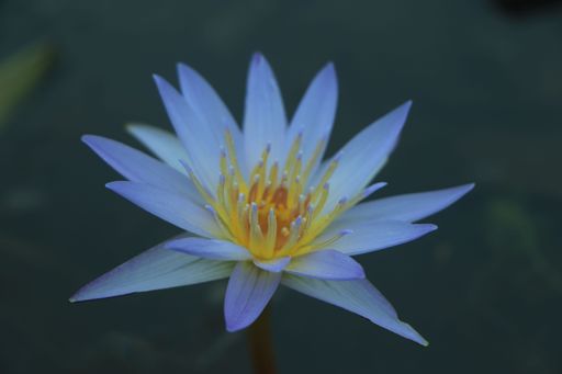 A closeup of a white water lily flower on the water surrounded by green leaves