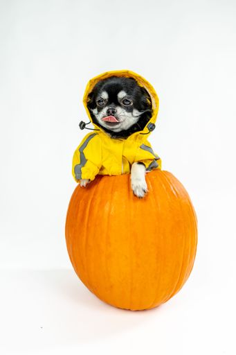 A vertical closeup of a black Chihuahua dog in a yellow outfit in a pumpkin for a Halloween photoshoot
