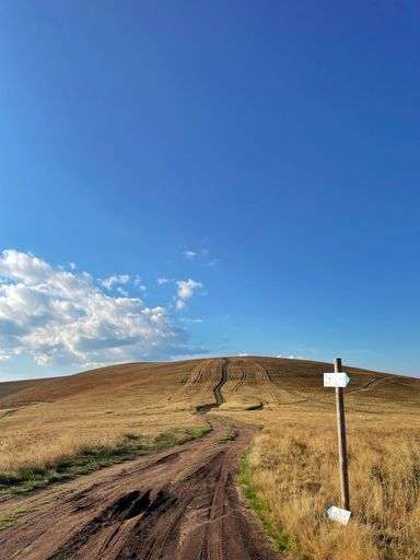 A vertical shot of a narrow trail in a yellow field with a cloudy blue sky in the background