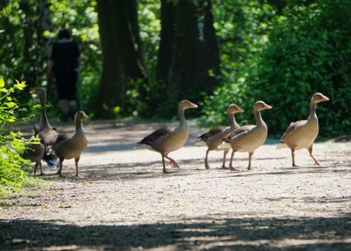 A beautiful shot of a bunch of ducks near a lake in a forest