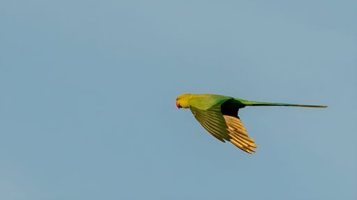 A closeup of a Rose-ringed parakeet captured on midflight against a clear blue sky