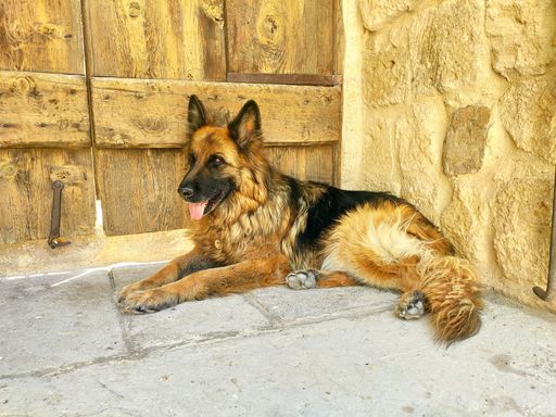 A beautiful shot of a German Shepherd lying down near a wooden door