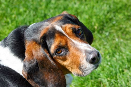 A closeup of a cute Beagle dog looking up