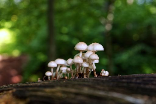 A closeup shot of mushrooms on a mossy old log in a forest