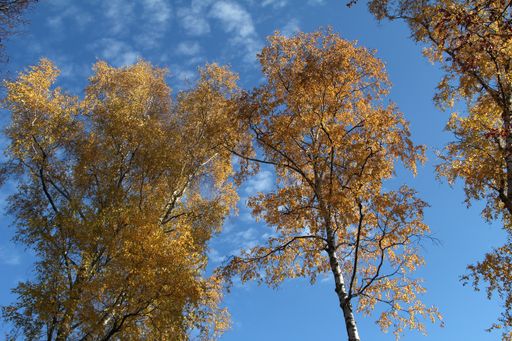 A low angle shot of crowns of golden trees under the clear sky - perfect for background or wallpaper