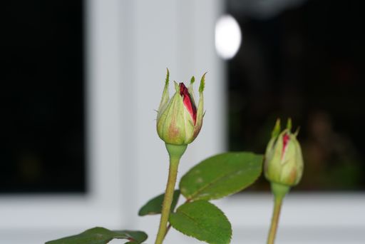 A selective focus shot of unbloomed red roses
