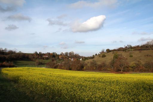 A landscape of a field covered in yellow flowers and trees under the sunlight in autumn