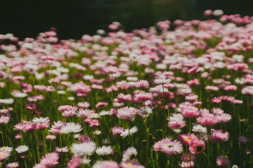 Horizontal Selective Close-Up Of Pink And White Flowers In A Park