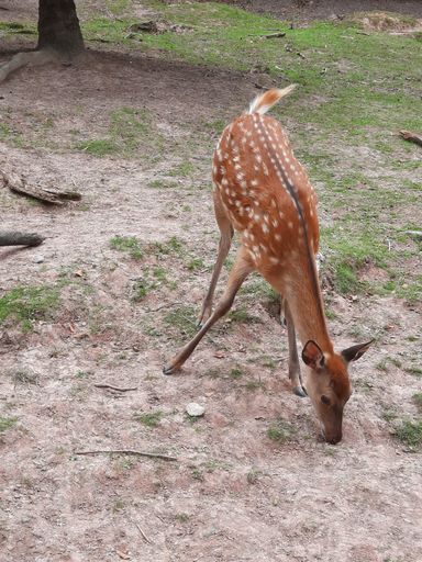 A vertical shot of a female fallow deer